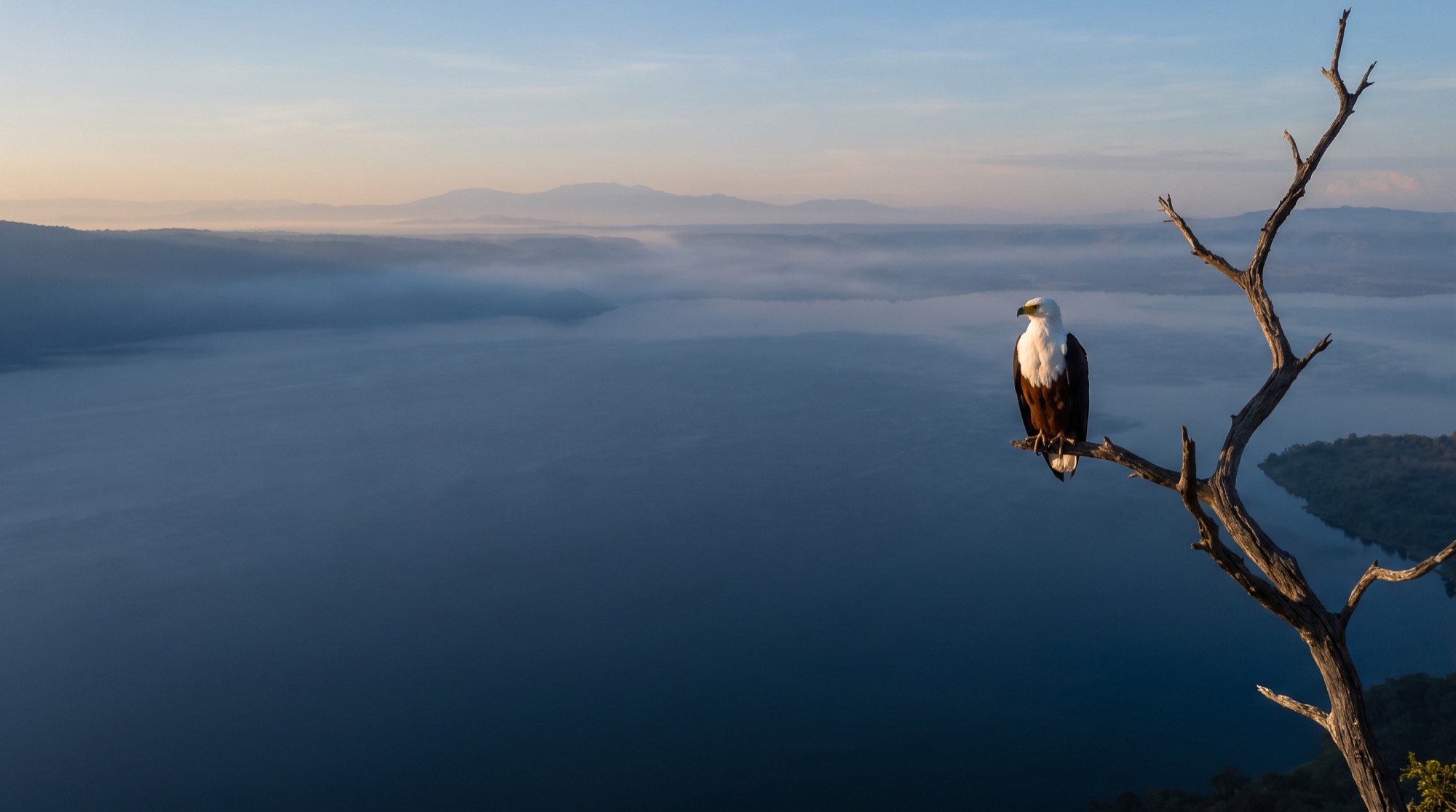 An African fish eagle surveying a wide river from an elevated perch at dawn.